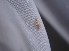 Monosteira unicostata