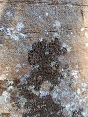 Melanelixia glabratula