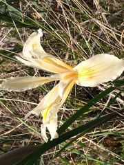 Iris fernaldii