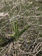 Toxicoscordion paniculatum