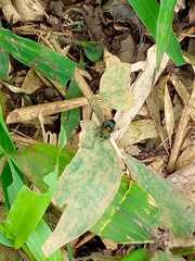 Diptera