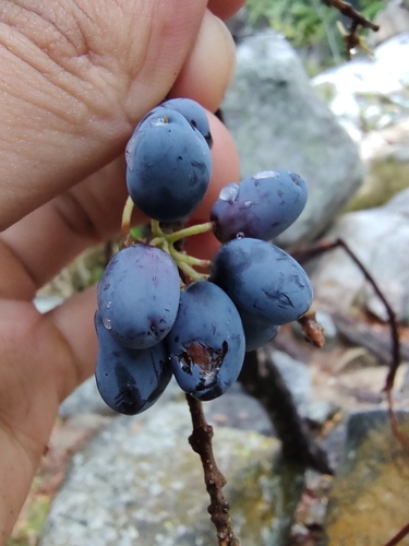 Forestiera macrocarpa (Forestiera macrocarpa)