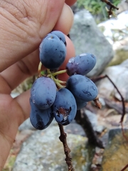 Forestiera macrocarpa