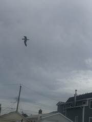 Leucophaeus atricilla