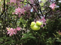 Exobasidium rhododendri