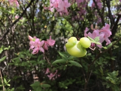 Exobasidium rhododendri