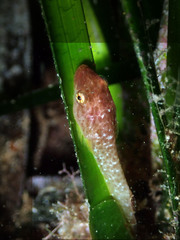 Apletodon