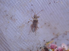 Nysius graminicola