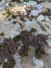 Leptogium laceroides