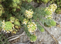 Hebenstretia cordata