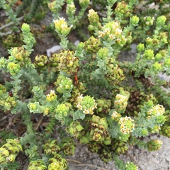 Hebenstretia cordata