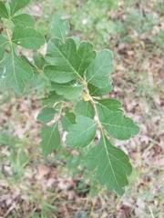 Rhus aromatica aromatica