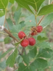 Rhus aromatica aromatica