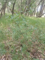 Rhus aromatica aromatica