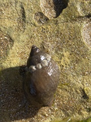 Nucella lapillus