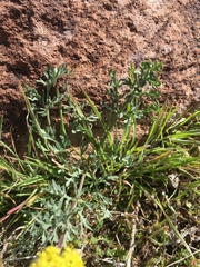 Lomatium austiniae