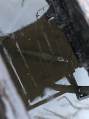 Crocodylia