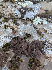 Leptogium laceroides