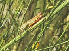 Chorthippus binotatus