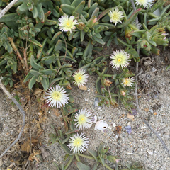 Mesembryanthemum