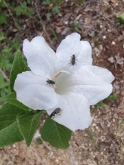 Ruellia leucantha