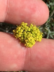 Lomatium austiniae