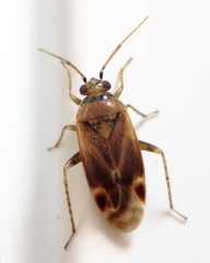 Plagiognathus delicatus