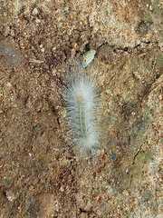 Lepidoptera