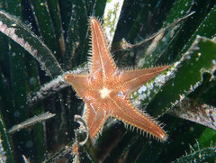 Astropecten spinulosus