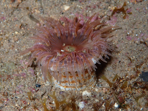 Gem Anemone, photo 8 of 9