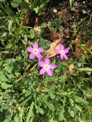 Leptosiphon parviflorus