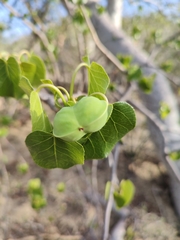 Jatropha vernicosa
