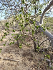 Jatropha vernicosa