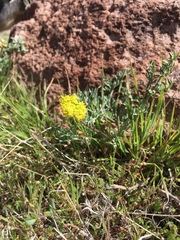 Lomatium austiniae