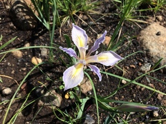 Iris fernaldii