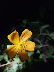 Kallstroemia peninsularis