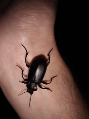 Calosoma maderae