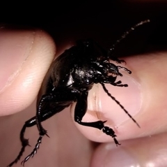 Calosoma maderae