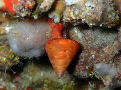 Calliostoma conulus