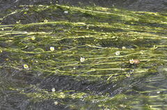 Ranunculus penicillatus