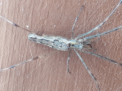 Tetragnatha versicolor