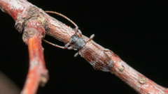 Exocentrus lusitanus