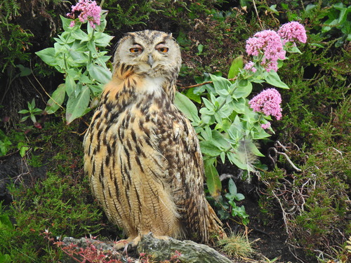Búho real (Bubo bubo)