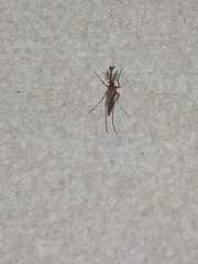 Pterygota