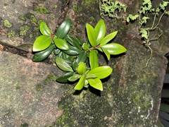 Metrosideros excelsa