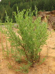 Salix melanopsis