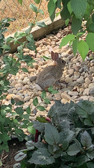 Sylvilagus nuttallii