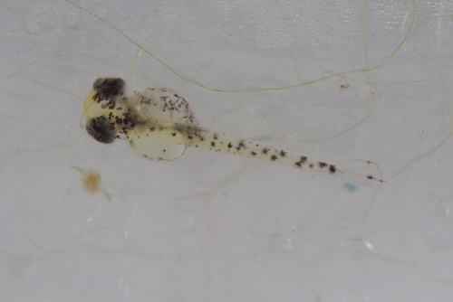 Macropodus opercularis