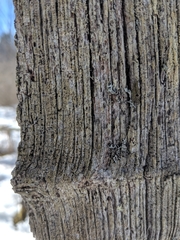 Pycnora praestabilis