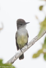 Myiarchus oberi